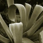 Agave