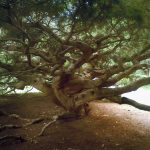 Point Lobos