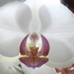 Orchid