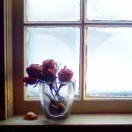 Window Roses